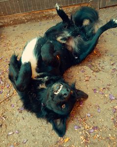 Animais - Me ajude a voltar pra Piracicaba com meus 7 animais!