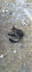 Vaquinha Online - Ração para gatinha gravida e dodoi 