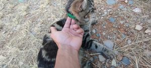 Animais - Ração para gatinha gravida e dodoi 