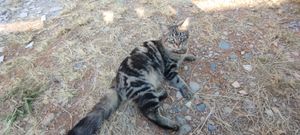 RACAO PRA GATINHA GRAVIDA - Ração para gatinha gravida e dodoi 