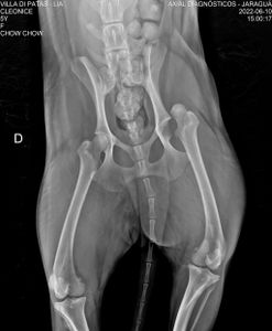 Ajude a Lia imagem 6