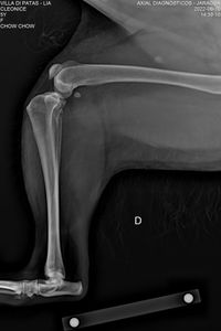 Ajude a Lia imagem 8