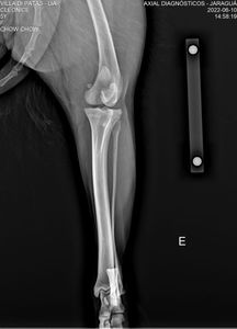 Joinville/SC - Ajude a Lia