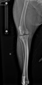 Ajude a Lia imagem 10