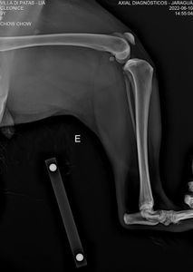 Ajude a Lia imagem 9