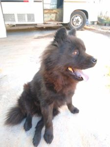 Animais - Ajude a Lia