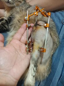 Saúde e Emergências - Ajudem a gatinha Maria e sua patinha