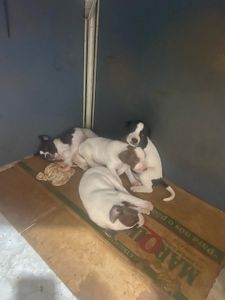 Celma Medeiros - Vamos ajudar 