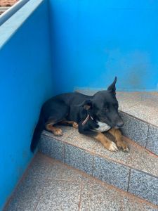 Vaquinha Online - Vamos ajudar 