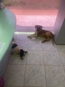 Tatuí/SP - Vamos ajudar 