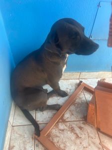 Animais - Vamos ajudar 