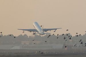 Livro ECOLOGIA DE TRANSPORTES imagem 6