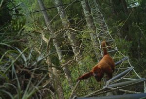 São Paulo/SP - Livro ECOLOGIA DE TRANSPORTES