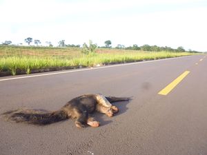 Financiamento Coletivo - Livro ECOLOGIA DE TRANSPORTES