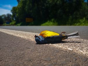 Livro - Livro ECOLOGIA DE TRANSPORTES