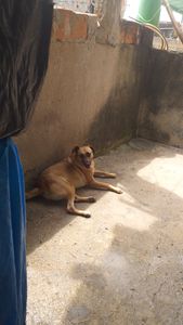 Animais - Nós Ajudes nessa campanha 