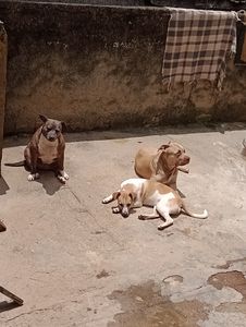 Vaquinha Online - Nós Ajudes nessa campanha 