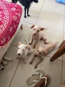 Jessica - São 16 peludos que cuido sozinha, as vezes falta comida para eles 