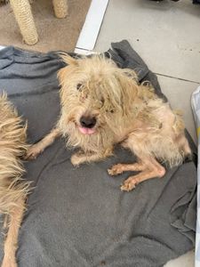 Serra/ES - São 16 peludos que cuido sozinha, as vezes falta comida para eles 