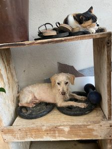 Vaquinha Online - São 16 peludos que cuido sozinha, as vezes falta comida para eles 