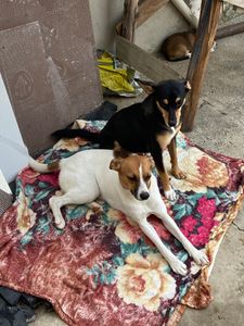 Animais - São 16 peludos que cuido sozinha, as vezes falta comida para eles 