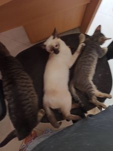 Vaquinha Online - Branquinha merece viver e sua ajuda pode salvar sua vida