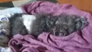 Curitiba/PR - Ajude o Bono!