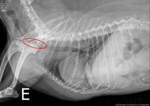 Animais - Ajude o Bono!