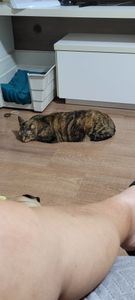 Animais - Gata doente