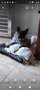 Animais - Ajuda para pagar tratamento da Nickita