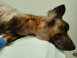 Vaquinha Online - Ajuda para pagar tratamento da Nickita