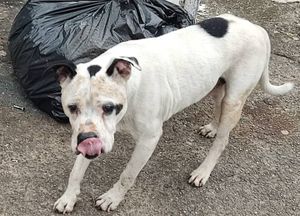 Animais - Animais resgatados e melhores amigos do homem 