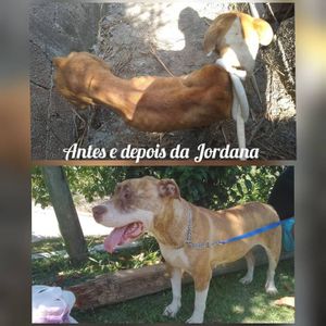 Vaquinha Online - Animais resgatados e melhores amigos do homem 