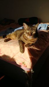 Vaquinha Online - Vênus Exames e Medicamentos