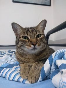 Animais - Vênus Exames e Medicamentos