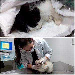 Vaquinha Online - Ajude os gatinhos abandonados da Rua Ourânia