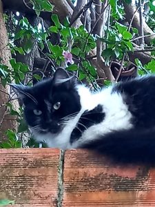 Animais - Ajude os gatinhos abandonados da Rua Ourânia