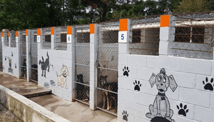 Animais - Pets Emotion: SALVAR VIDAS nunca foi tão simples!