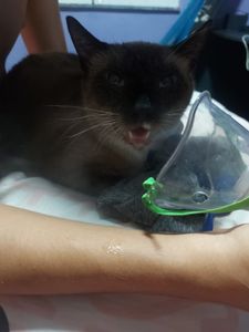 Saúde e Emergências - Francisco está com Pneumonia