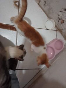 Vaquinha Online - Castração seis gatos 