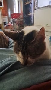 Brazilian hotel worker caring for 24 cats is going through a rough month. Any help means the world right now. ❤️🐾 imagem 6