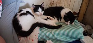 Vaquinha Online - Brazilian hotel worker caring for 24 cats is going through a rough month. Any help means the world right now. ❤️🐾