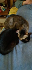 Help to my loved Paws - Brazilian hotel worker caring for 24 cats is going through a rough month. Any help means the world right now. ❤️🐾