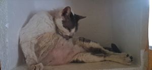 Animais - Brazilian hotel worker caring for 24 cats is going through a rough month. Any help means the world right now. ❤️🐾