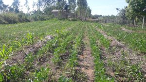Empreendedorismo e Pequenos Negócios - PRODUÇÃO NO CAMPO COM SUSTENTABELIDADE AMBIENTAL E SOCIAL