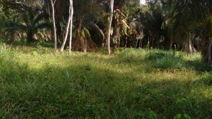 /AC - PRODUÇÃO NO CAMPO COM SUSTENTABELIDADE AMBIENTAL E SOCIAL