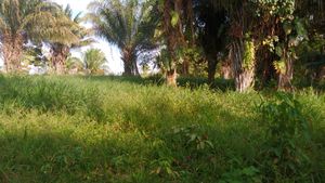 PRODUÇÃO NO CAMPO COM SUSTENTABELIDADE AMBIENTAL E SOCIAL imagem 6