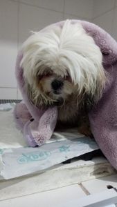 Animais - Amora precisa da sua ajuda 