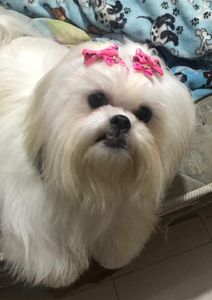 São Paulo/SP - Amora precisa da sua ajuda 