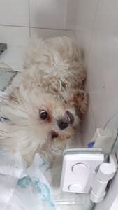 Amora precisa da sua ajuda - Amora precisa da sua ajuda 